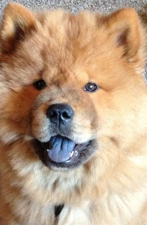 Chow Chow, blue tongue. | Bark Barks I love | Pinterest | Chow Chow and Blue