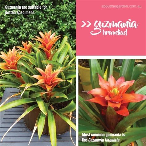 20+ Types Of Bromeliad Plant - IrwinJalisha