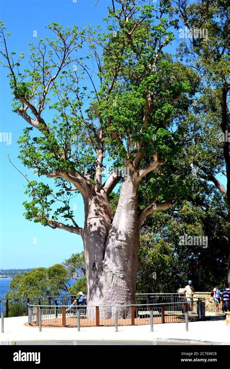 Botanical garden in Perth, Australia Stock Photo - Alamy