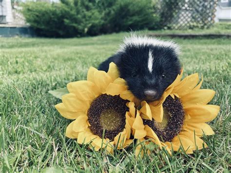 Eight Ways Skunks Might Surprise You - Scenic Hudson