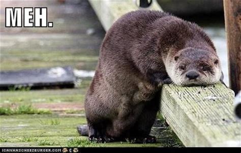 funny sea otters - Dump A Day