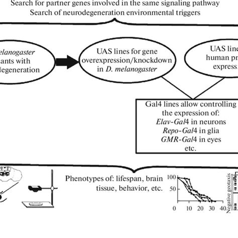 Functional principle of the UAS/Gal4 system for targeted expression... | Download Scientific Diagram