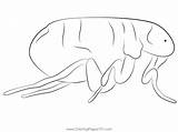 Flea Sleepin Coloring Page For Kids  Free Fleas Printable sketch template