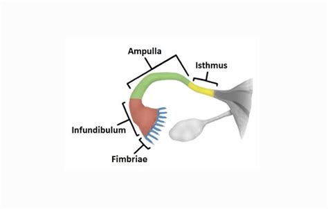 Tuba Falopi : Pengertian, Struktur, Fungsi, Bagian | Markas Belajar