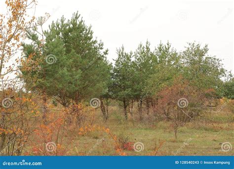 Milovice Nature Reserve, Czechia Stock Image - Image of milovice ...