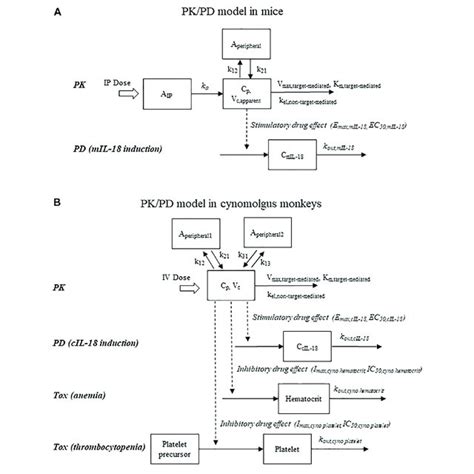 | Schematic representations of pharmacokinetic/pharmacodynamic models ...