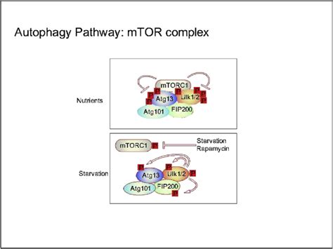 Autophagy pathway: mTOR complex. | Download Scientific Diagram