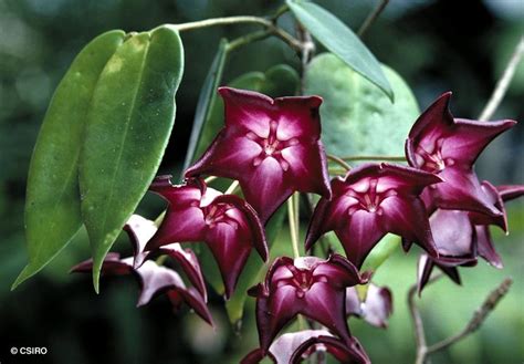 imgur.com | Rainforest flowers, Amazon flowers, Rainforest plants