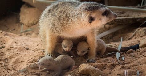 Three meerkat pups born at Brevard Zoo