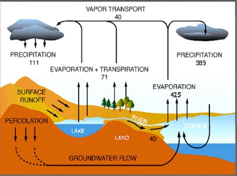 The Global Water and Nitrogen Cycles