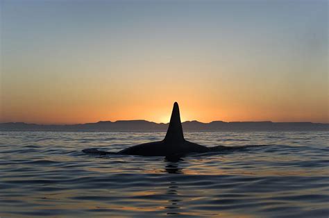 Killer Whale Breaching Photograph by Christopher Swann | Fine Art America