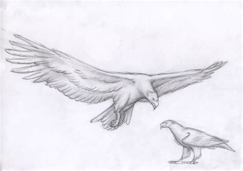 Haasts Eagle by flumbo on DeviantArt