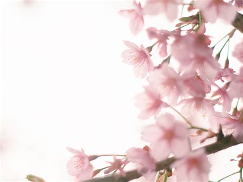 Kawazu cherry blossoms on Behance