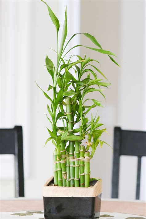 Bamboo plant indoor | Bambus pflanzen, Pflanzen, Bambus