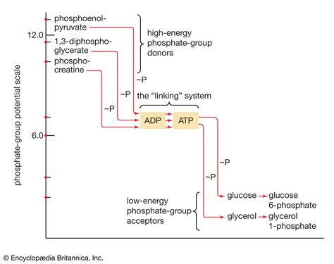 Adenosine diphosphate | coenzyme | Britannica