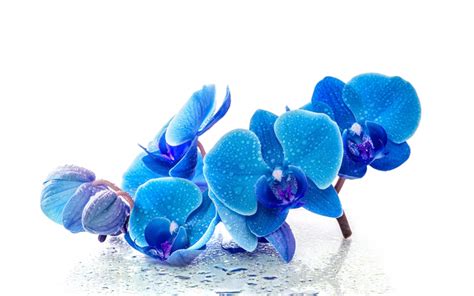 Download wallpapers blue orchids, tropical flowers, blue flowers, Blue phalaenopsis orchids for ...