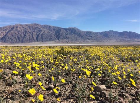 Death Valley Flowers After Rain - Wildflower Seasons Death Valley ...