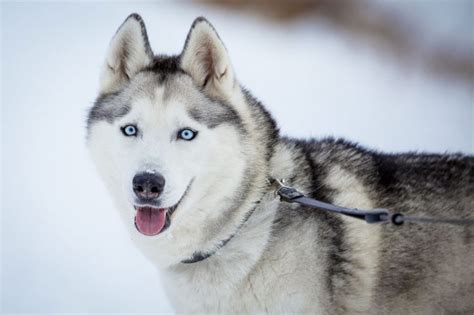 12 Dog Breeds With Blue Eyes That Are Stunning