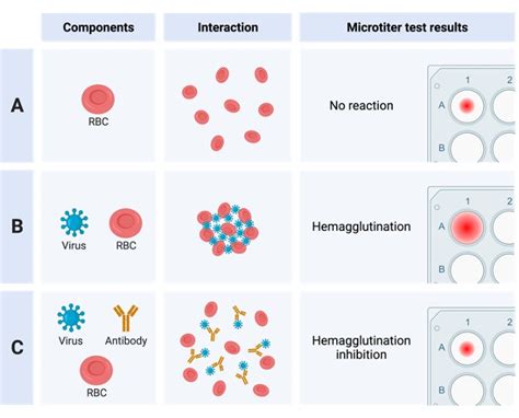 Agglutination: Definition, Types, & Examples I NotesBard