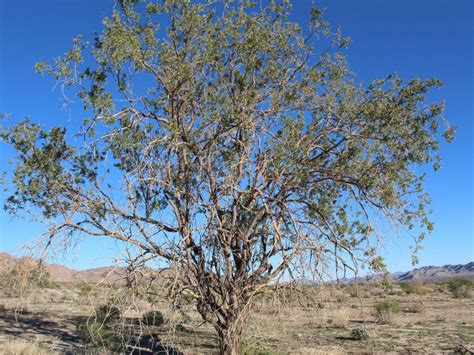 Desert Ironwood Information – Where Does Desert Ironwood Grow ...