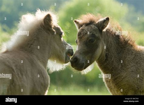 Miniature horse foals play Stock Photo - Alamy