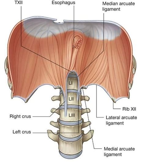 Лисавета Ломакина | Vascular ultrasound, Ultrasound technology, Medical