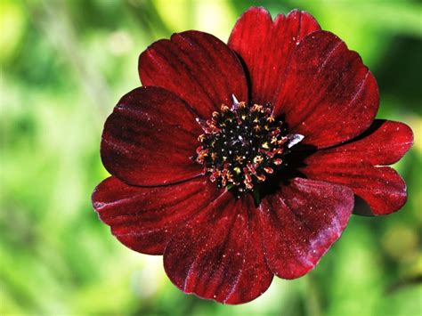 Chocolate Cosmos: Our Favorite Flowers | HGTV