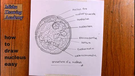 Nucleus Structure Drawing