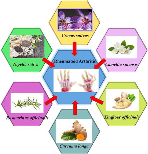 Action Mechanisms of Antirheumatic Herbal Medicines | IntechOpen