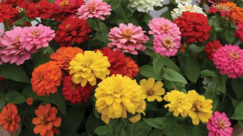 All About Zinnia Flowers - YouTube