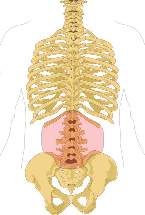 Low back pain - Wikipedia