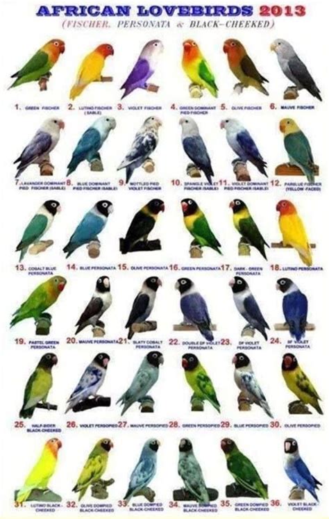 Pin by Kamaludin Arif on sato | Love birds pet, Bird breeds, African ...