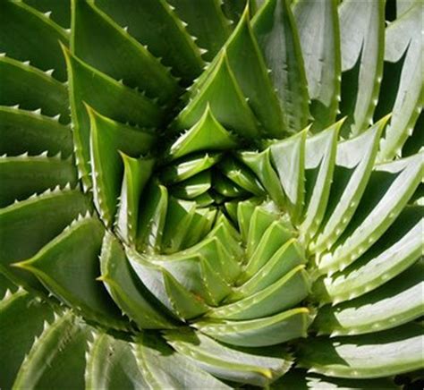 Aloe polyphylla | Spiral Aloe| plant lust