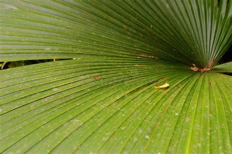 Palm Tree Leaf stock image. Image of natural, descriptive - 3238047