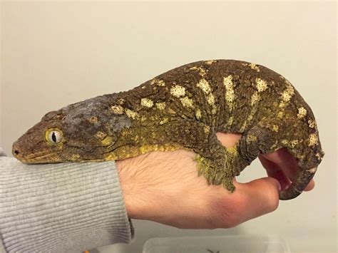 SW England New Caledonian Giant Gecko adult pair -Leachianus henkeli ...