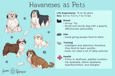 Havanese: Dog Breed Characteristics & Care