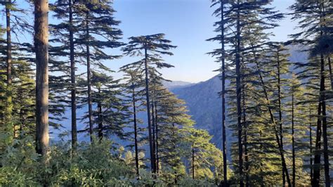 Deodar tree - the wood of the Gods | GEOGRAPHY HOST