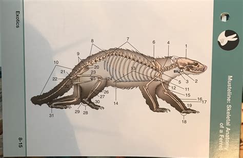 Musteline: skeletal anatomy of a ferret Diagram | Quizlet