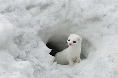 Top Ten Beautiful Snow Animals... P-II (Last) - XciteFun.net