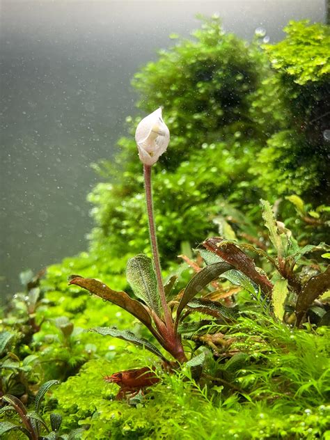 Bucephalandra flowering underwater : r/PlantedTank