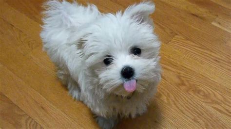 Cute Maltese puppy dog playing with funny doggie bone funny videos ...