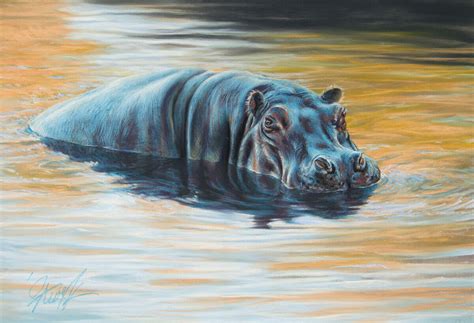 The dance of morning light - River Hippopotamus | Steve Morvell ...