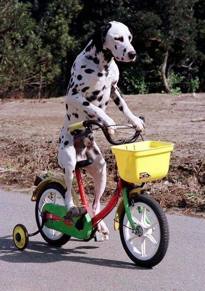 21 best Dog Riding images on Pinterest | Photographs, Photos and Pictures