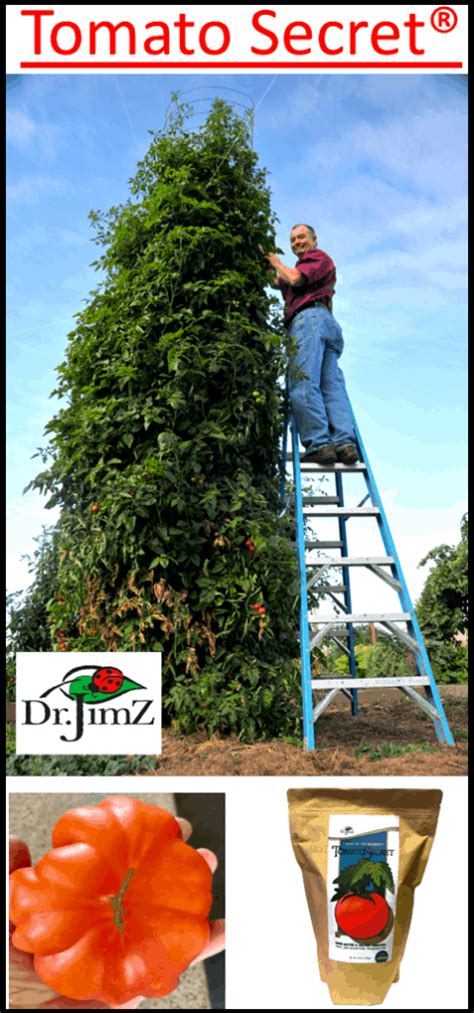 Tomato Fertilizer: What is the Optimal NPK Ratio for Tomatoes? - Dr JimZ Blog