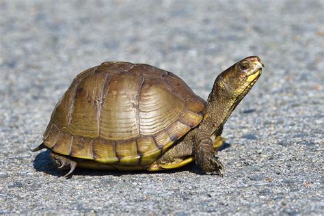 Three-toed Box Turtle | Steve Creek Wildlife Photography