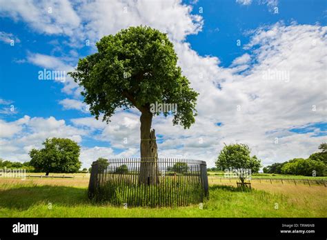 The Charles II Son of Royal Oak Tree and its Great Great Grandson near ...