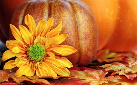 🔥 [40+] Pumpkin and Fall Flower Wallpapers | WallpaperSafari