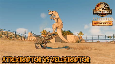 ATROCIRAPTOR VS VELOCIRAPTOR | JURASSIC WORLD EVOLUTION 2 - YouTube