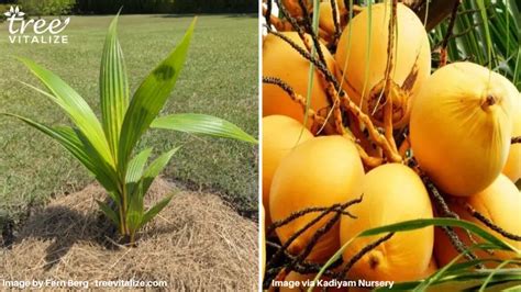 13 Different Types of Coconut Trees & Identifying Features