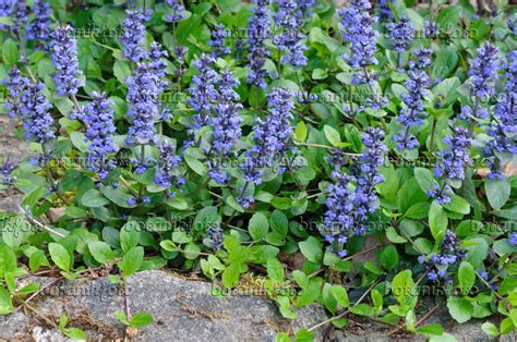 Image Carpet bugle (Ajuga reptans) - 472060 - Images of Plants and Gardens - botanikfoto